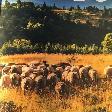 De Montagne -bellefosse Alsace Ferienhaus